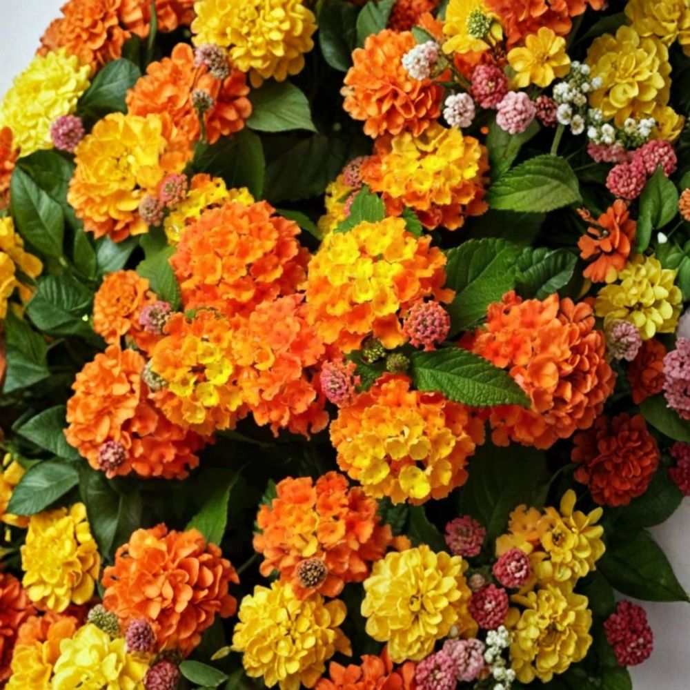 Orange Lantana Live Plant – Lantana camara | 3–5" Starter | Bright Orange Blooms | Pollinator Garden Plant | No Pot