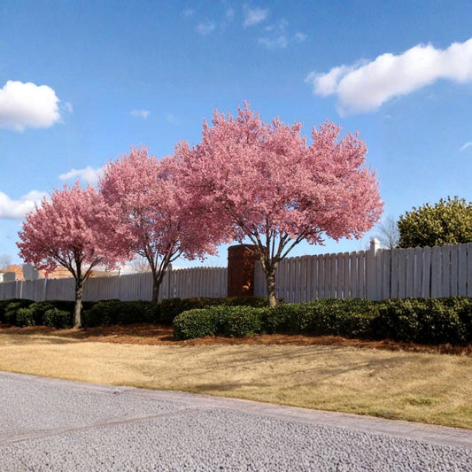 Okame Flowering Cherry Tree Live Plant | 6–12 Inches Tall | 2.5 Inch Pot | Prunus 'Okame' | Ornamental Spring Tree | Zones 6–9