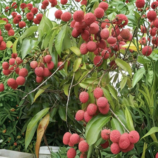 Lychee Live Plant – Litchi chinensis Tropical Fruit Tree Seedling | Exotic Edible Fruit Plant | Full Sun Garden Plant