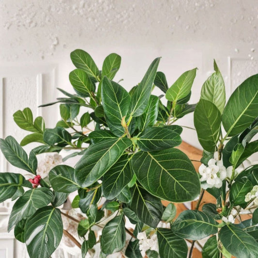 2 Live Ficus Audrey Plants – Ficus benghalensis ‘Audrey’ | 4–6 Inches Tall | Ships Bare Root | Elegant Indoor Houseplant