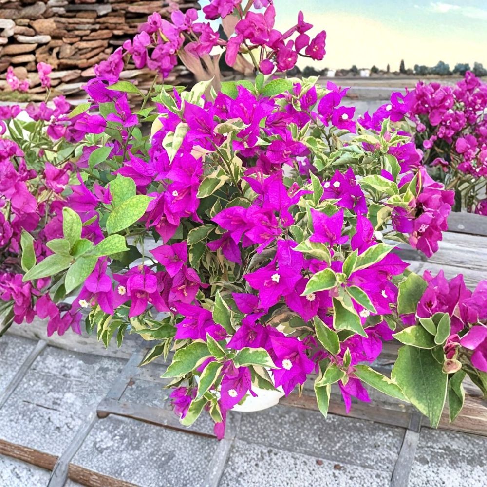 2 Variegated Purple Bougainvillea Live Plants – 4–8" Tropical Flowering Vine | Purple Bracts | Container & Garden Plant