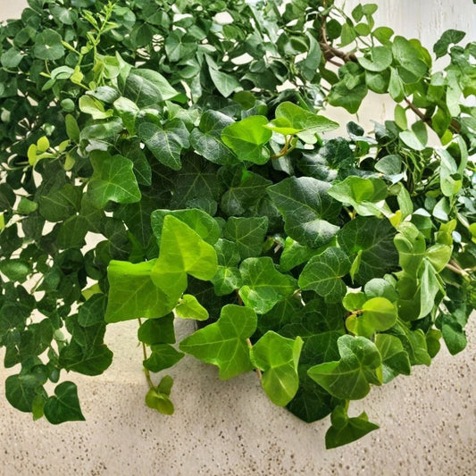 12 English Ivy Live Plant Rooted Cuttings | 4+ Inches Long | Bare Root | Ready to Plant | Fast-Growing Climbing Vine | Indoor & Outdoor