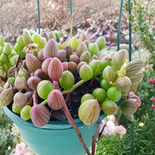 String of Watermelon Live Plant – 4 Inch Pot | Trailing Hanging Succulent | Cascading Houseplant | Rare Indoor Plant
