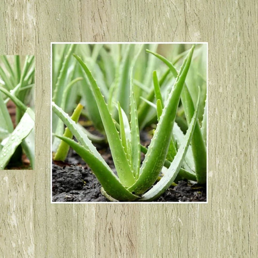 6–10” Aloe Vera Plant – Aloe Vera var. Chinensis Live Succulent | Includes Nursery Pot | Buy 2 Get 1 FREE | Easy-Care Indoor & Outdoor Plant