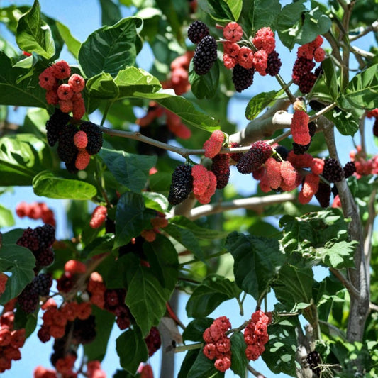 Dwarf Everbearing Mulberry Live Plants – 2 Fruit-Bearing Starter Trees | 3–15 Inch Plants | Pesticide-Free | Edible Fruit Tree | Free Shipping