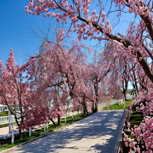 Pink Japanese Weeping Cherry Tree – Live Rooted Plant | 10–15 Inches Tall | Hardy Ornamental Cherry | Pink Spring Blooms | Garden & Landscape Tree