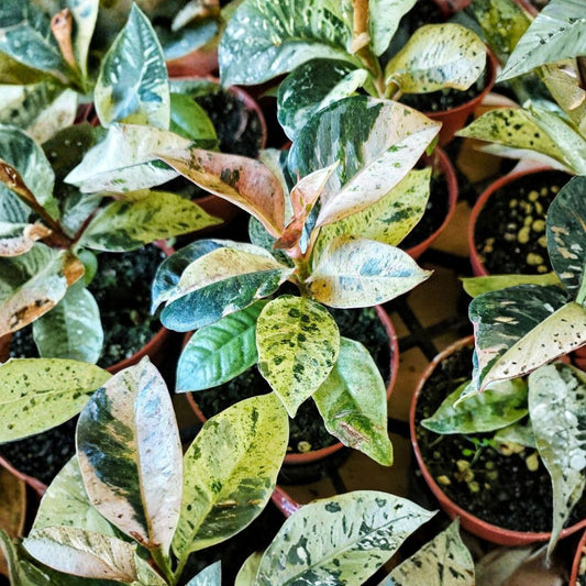 Ficus Shivereana Moonshine Live Plant | 4 Inch Pot | Variegated Marble Ficus | Rare Tropical Houseplant | Indoor Foliage Plant