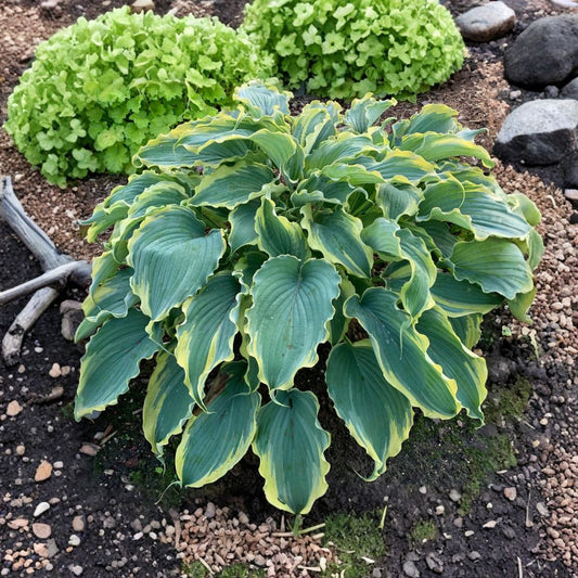 Hosta 'Voices in the Wind' – Live Disease-Free Perennial | 2.5 Inch Nursery Pot | Variegated Shade Garden Plant | Hardy Plantain Lily