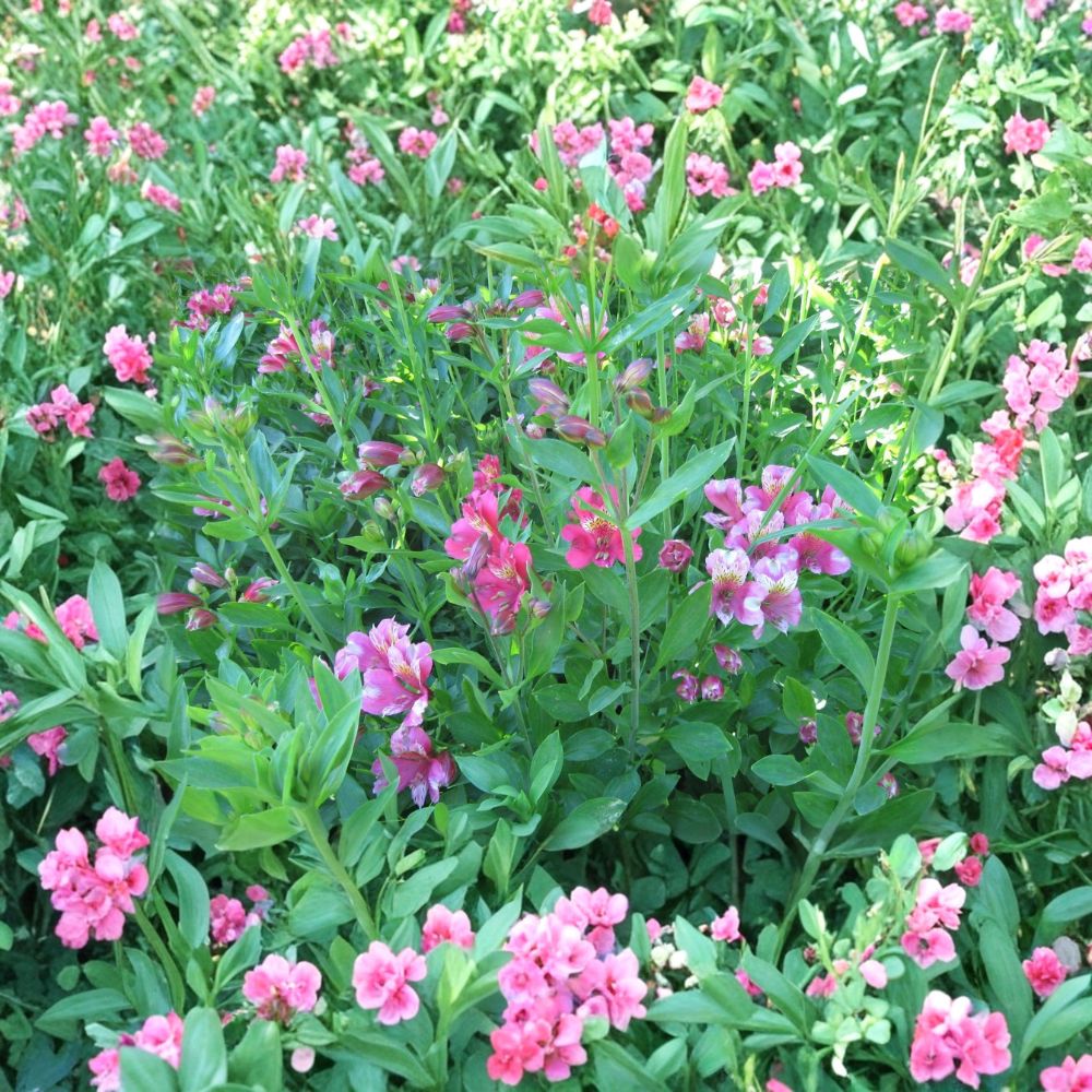 6 Alstroemeria Live Plants 'Pacific Sunset Hybrid' | 2-Year-Old Stock | Select 4 Inch Bare Root Plants | Ready to Plant | Perennial Flower Garden