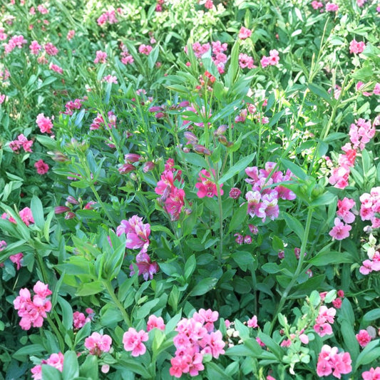 6 Alstroemeria Live Plants 'Pacific Sunset Hybrid' | 2-Year-Old Stock | Select 4 Inch Bare Root Plants | Ready to Plant | Perennial Flower Garden