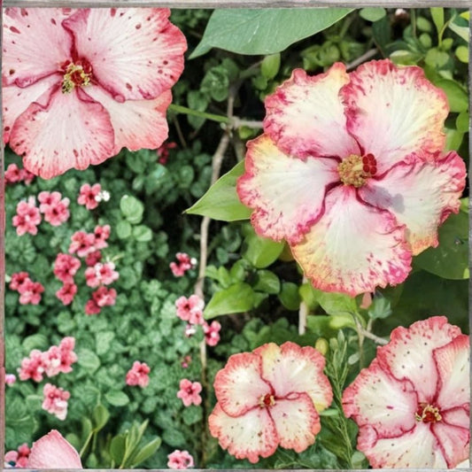 Hibiscus Cajun Color Strawberry Live Plant – Tropical Hibiscus Starter | 1.5–2 Inch Cell | Pink Strawberry Blooms | Patio & Garden Plant