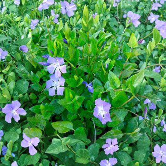 10 Rooted Vinca Major Cuttings – Periwinkle Live Plants | 5–10 Inch Starts | Purple Flowers | Evergreen Ground Cover | Erosion Control