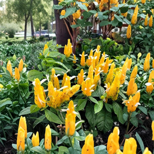 Yellow Shrimp Plant Live Starter – Pachystachys lutea | 4–6 Inch Tropical Flowering Plant | Golden Yellow Bracts | Rootball Only | Garden & Container Friendly | Zones 9–11