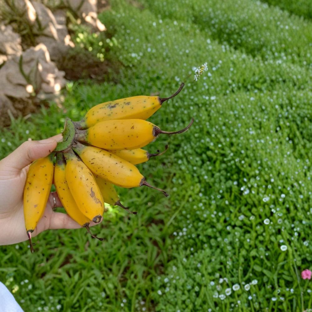 Truly Tiny Banana – Musa acuminata Live Starter Plug | 3–6 Inches Tall | Bare Root Dwarf Banana Plant | Container Friendly Tropical Fruit Plant