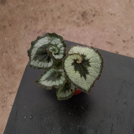 Begonia Escargot Live Plant | 4–6 Inches Tall | No Pot | Spiral Foliage Houseplant | Shade Loving Ornamental | Easy to Grow
