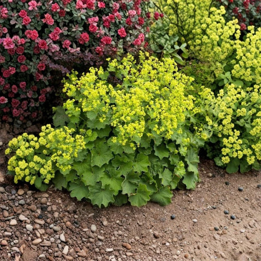Alchemilla Thriller Live Plant – 3–6 Inch Starter | Lady’s Mantle Hardy Perennial | Lime Green Flowers | Zones 3–8