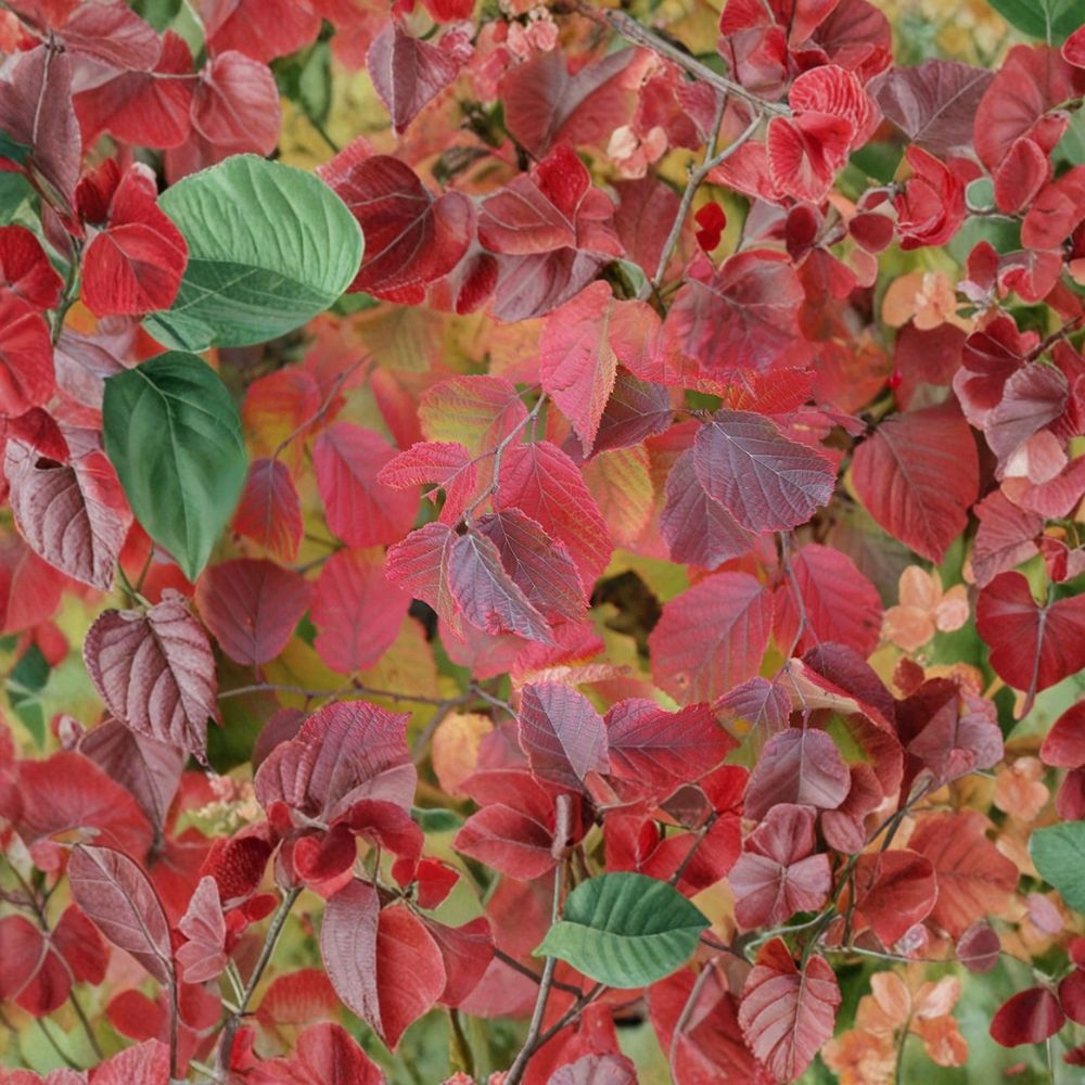 American Hazelnut Tree – Corylus americana Live Plant | 16+ Inches Tall | 1–2 Year Old Bare Root Tree | Hardy Native Nut Tree