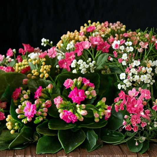 vPink Florist Kalanchoe – Kalanchoe Live Plant | Well-Rooted Succulent | Pink Blooms | Indoor Flowering Plant | Easy Care