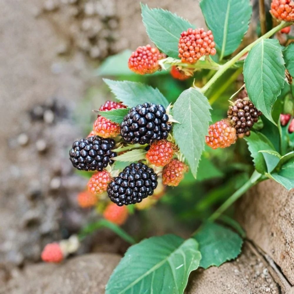 2 Apache Blackberry Live Plants – Thornless Blackberry | 4–6" Rooted Starters | Edible Berry Plant | No Pot