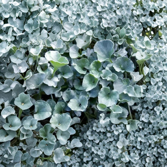 Silver Ponyfoot Dichondra Live Plant | Fully Rooted 1 Gallon Plant | Silver Ground Cover | Drought Tolerant | Low Maintenance Landscape Plant