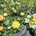 Julia Child Butter Gold Rose – Rosa Live Plant | 1 Gallon Size | Golden Yellow Floribunda Blooms | 2006 AARS Award Winner | Easy to Grow