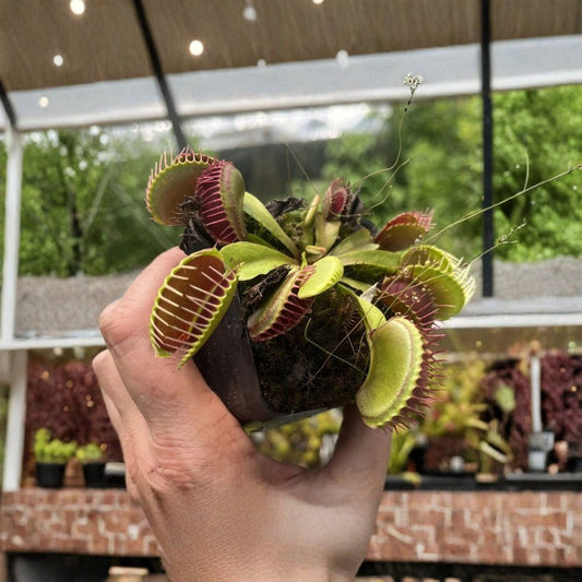 Venus Flytrap Live Plant – Dionaea muscipula | Vigorous Outdoor-Grown Plant | Includes Nursery Pot | Carnivorous House & Patio Plant | Easy to Grow