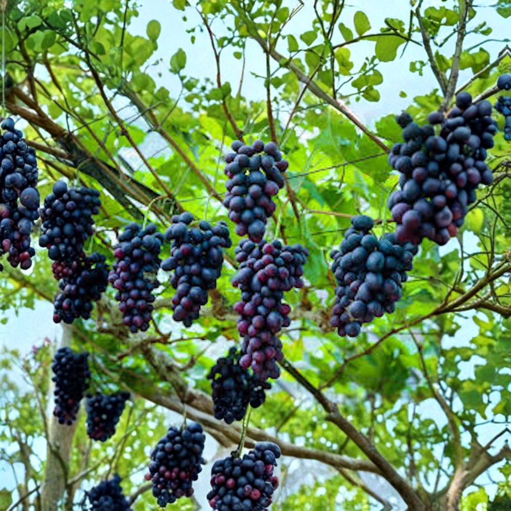 Southern Home Muscadine Grape Live Starter Plant | 3–4 Inches Tall | Bare Root | Self-Fertile Vitis Vine | Fruiting Grape Plant | Zones 7–9