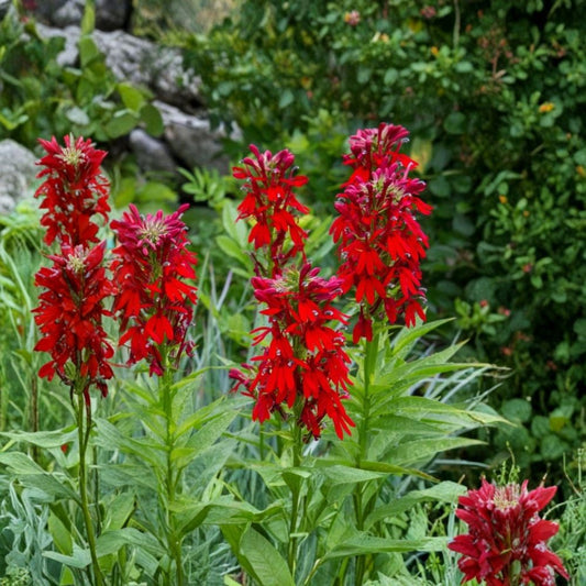 Set of 5 Red Cardinal Flower Bare Roots | Lobelia cardinalis | Native Perennial | Hummingbird & Butterfly Garden | Ready to Plant
