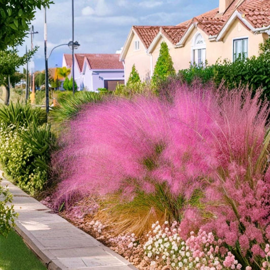 Ruby Muhly Grass – 2 Live Plants | 5–9 Inches Tall | Hardy Ornamental Grass | Landscape & Border Starter Plants
