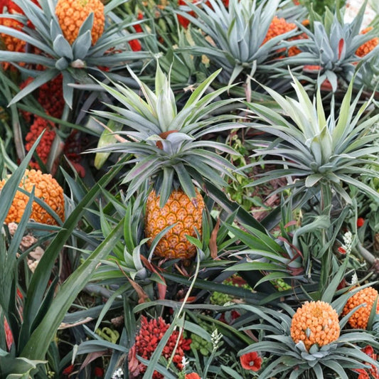 Elite Gold Pineapple – Ananas comosus Live Plants | Set of 2 | 4–6 Inches Tall | Ships Without Pot | Tropical Fruit Plant | Container Friendly