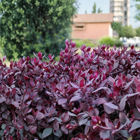 Alternanthera Little Ruby Plants – Set of 4 Live Plants 4–6" Tall | Ruby Purple Foliage | Compact Low Maintenance | No Pot