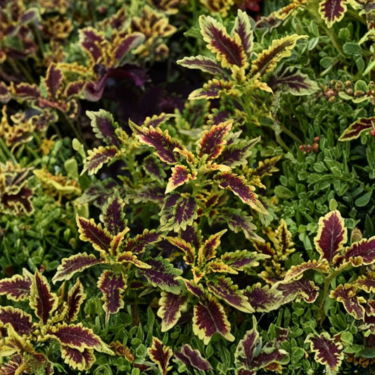 3 Live Robyn Coleus Plants – 4–6 Inches Tall | No Pot | Colorful Ornamental Foliage Plants | Easy to Grow | Garden & Patio Friendly