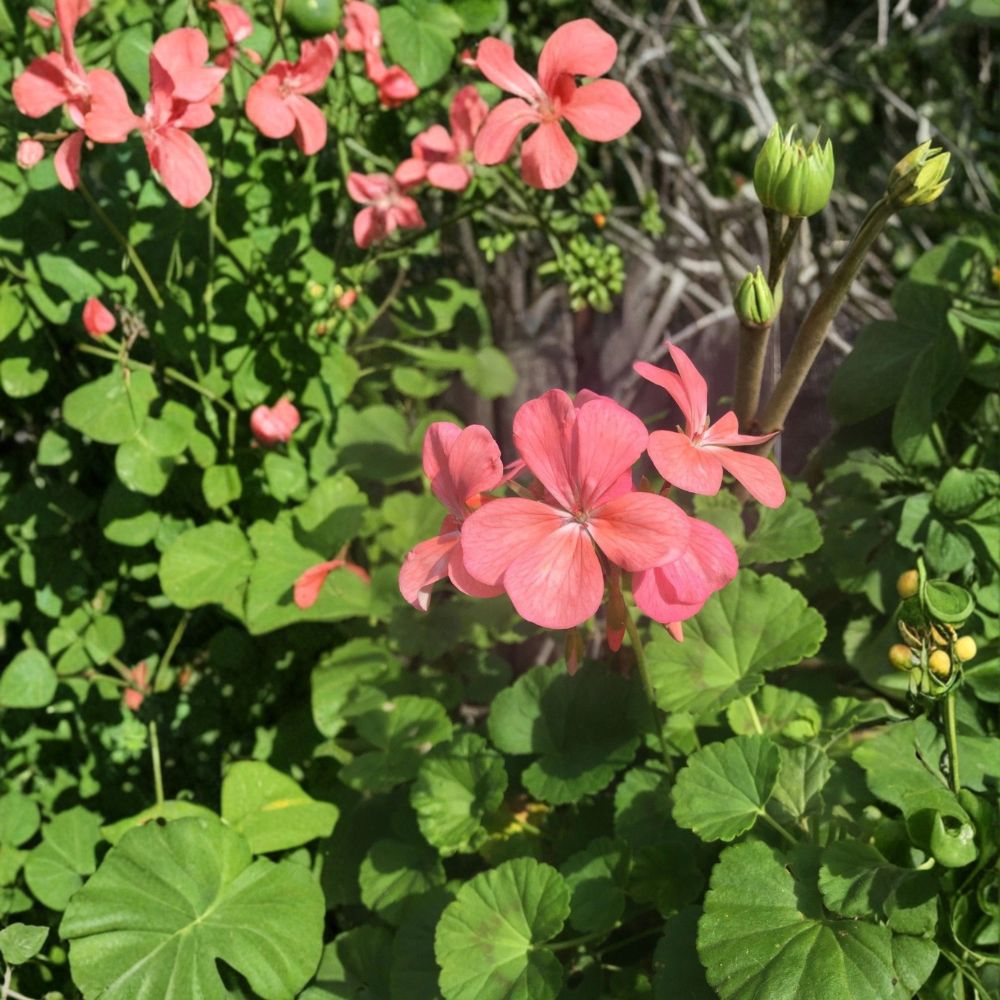Salmon Pink Pelargonium Zonal Geranium | 4 Live Starter Cuttings | 8+ Inches Long | Fresh Unrooted Cuttings | Flowering Garden Plant