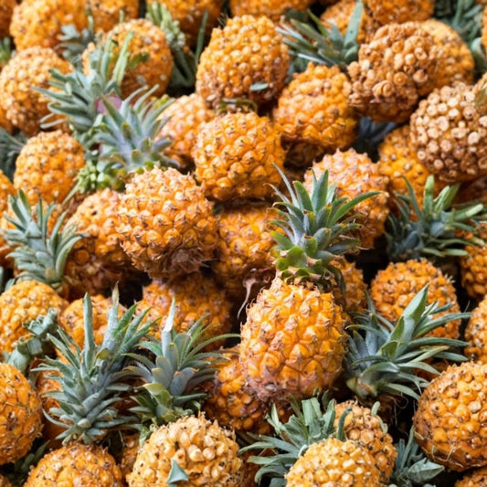 Elite Gold Pineapple Live Plants – Set of 2 | Ananas comosus | 4–6 Inch Tropical Fruit Starters | No Pot | Container & Patio Friendly | Edible Tropical Plant