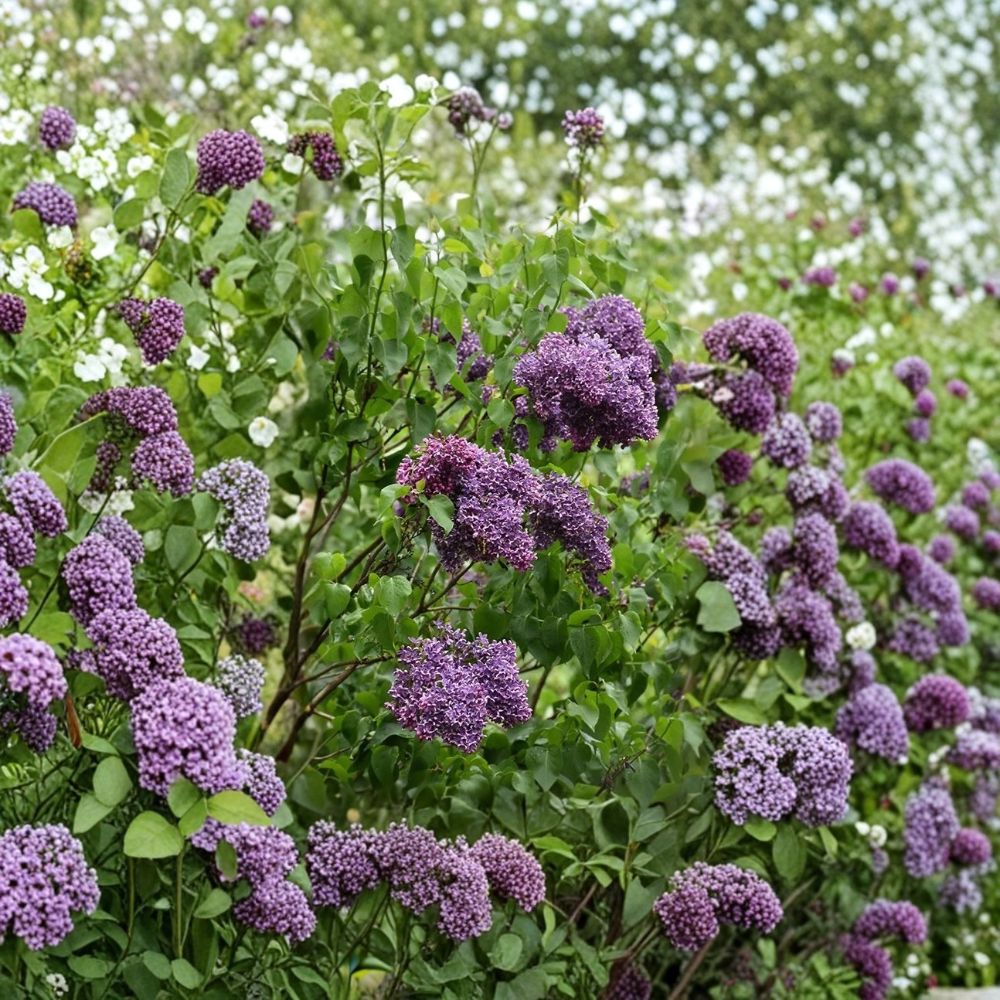 Syringa vulgaris ‘Albert F Holden’ Lilac – Dark Purple & Silver Blooms | 6+ Inch Live Plant | Hardy Flowering Shrub | Zones 3–8