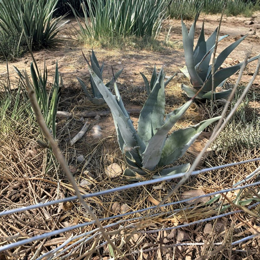 Agave Americana Blue Century Plant – 3 Live Pups | 5–7+ Inches Tall | Bare Root Succulent | Drought-Tolerant Outdoor Plant