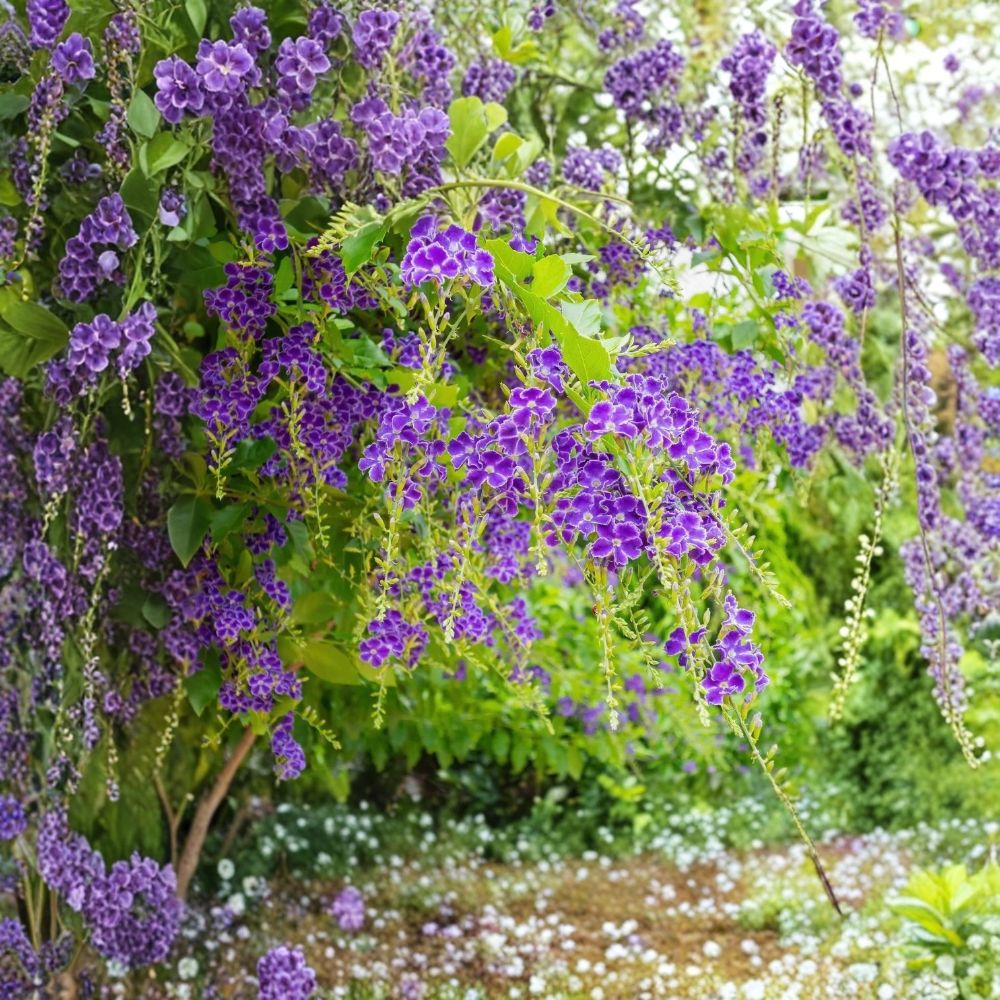 3 Live Blue Duranta Plants – Duranta erecta | 3–6" Starter Plants | Purple-Blue Flowering Shrub | Ships Without Pot | Zones 9–11