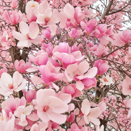 Saucer Magnolia Live Plant | 2.5 Inch Pot | Magnolia × soulangeana | Ornamental Flowering Tree | Spring Blooms | Zones 5–9