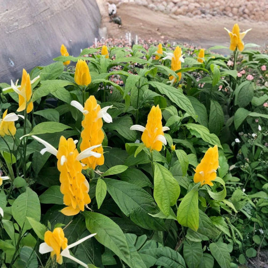 Yellow Shrimp Plant Live – Pachystachys lutea | 4–8 Inch Tropical Flowering Plant | Golden Yellow Bracts | Rootball Wrapped in Soil | Container & Garden Plant | Zones 9–11