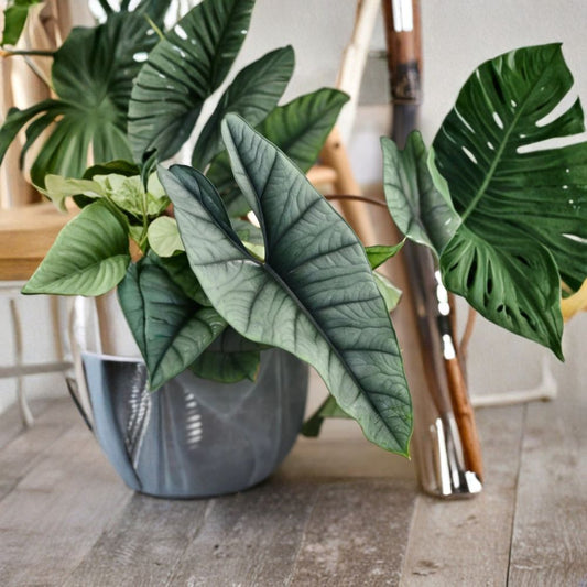 2 Live Alocasia Platinum Plants | 4–6 Inches Tall | Rare Tropical Houseplant | Ships Bare Root | No Pot Included