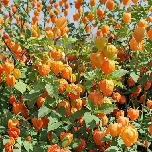 Cape Gooseberry – Physalis peruviana Live Plant | 3–6 Inches Tall | Includes 4 Inch Nursery Pot | Edible Golden Berry Plant | Garden & Patio Friendly