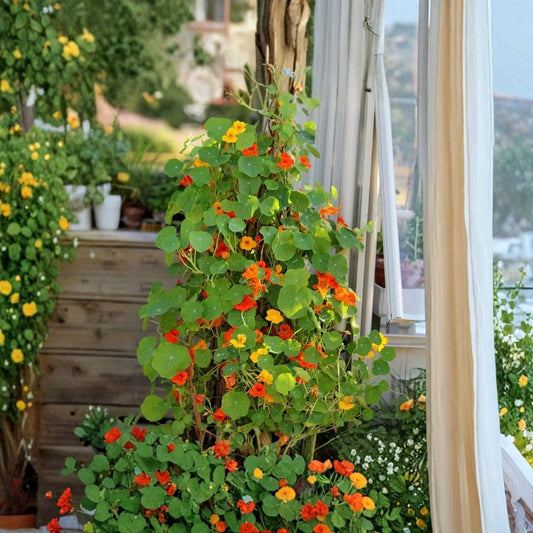 Nasturtiums Live Plants | 3–5 Inches Tall | 2 Plants in 4 Inch Pot | Edible Flower Herb | Companion Garden Plant | Easy to Grow