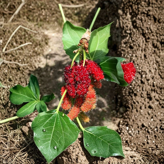 Set of 2 Live Red Mulberry Plants – 4–6" Tall | Edible Fruit Tree Starter | Fresh Mulberries | No Pot