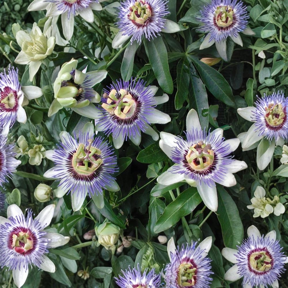 Blue Caerulea Passionflower Plant – Passiflora caerulea | 4–6" Live Starter Vine | Blue Purple Flowers | Rooted in Soil | No Pot