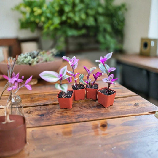 Pink Tradescantia Nanouk Live Plants – Set of 2 | Tradescantia 'Nanouk' | 2 Inch Potted Plants | Pink Wandering Jew | Variegated Indoor Houseplant | Easy Trailing Plant