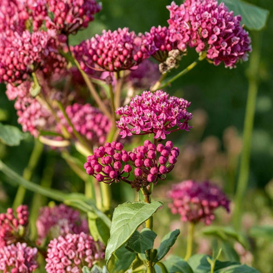 Purple Milkweed Live Plant – 4–6" Tall | Tropical Flowering Milkweed | Butterfly & Pollinator Garden Plant