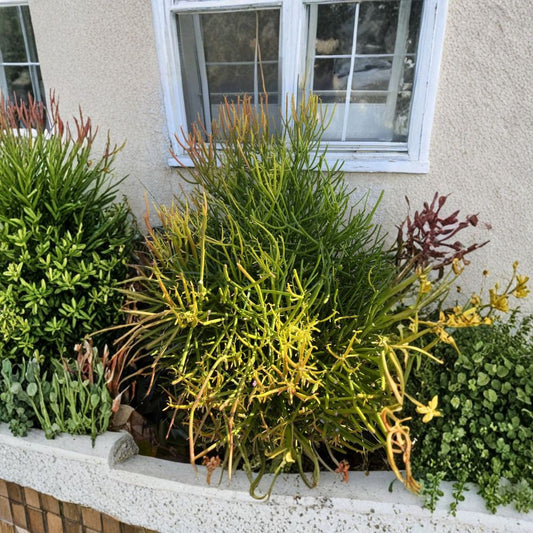 Fire Sticks Succulent Cuttings | Set of 10 | 4–8 Inches Long | Euphorbia tirucalli | Pencil Cactus Live Cuttings