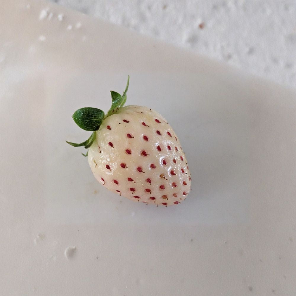 5 Live Hawaiian Pineberry Strawberry Plants – White Strawberry Bare Root | Organic Starter Plants | Sweet Pineapple Flavor | Ships No Pot