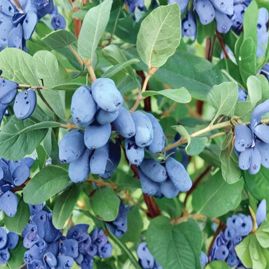 4 Honeyberry Live Plants – Boreal Blizzard, Boreal Beauty, Aurora & Tundra | 3-Year Lonicera caerulea | Cold Hardy Fruit Shrubs