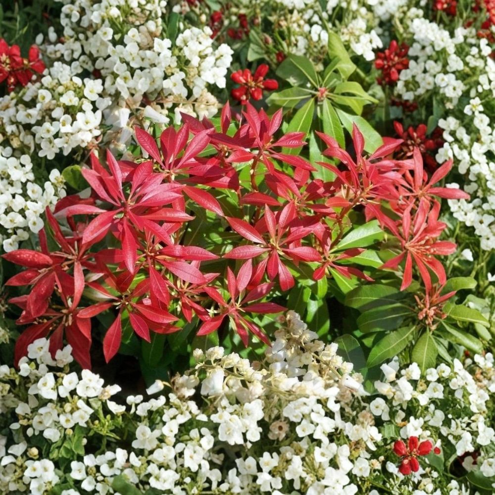 Live Japanese Pieris ‘Mountain Fire’ Plant – 15–20 Inch | Pieris japonica Evergreen Shrub | Red New Growth | White Flowers
